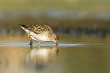 Image. Sharp-tailed Sandpiper