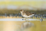 Image. Sharp-tailed Sandpiper
