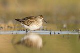 Image. Sharp-tailed Sandpiper