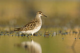 Image. Sharp-tailed Sandpiper