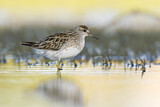 Image. Sharp-tailed Sandpiper