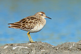 Image. Sharp-tailed Sandpiper