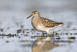 Image. Sharp-tailed Sandpiper