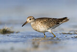 Image. Sharp-tailed Sandpiper