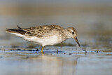 Image. Sharp-tailed Sandpiper