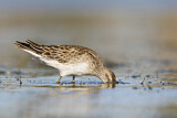 Image. Sharp-tailed Sandpiper