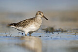 Image. Sharp-tailed Sandpiper