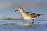 Image. Sharp-tailed Sandpiper