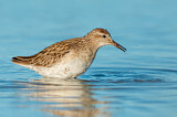 Image. Sharp-tailed Sandpiper