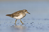 Image. Sharp-tailed Sandpiper