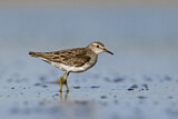 Image. Sharp-tailed Sandpiper