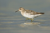 Image. Sharp-tailed Sandpiper