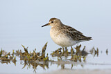 Image. Sharp-tailed Sandpiper