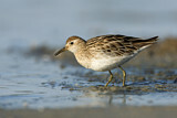 Image. Sharp-tailed Sandpiper