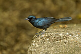 Image. Shining Flycatcher