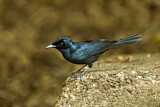 Image. Shining Flycatcher