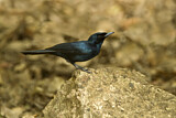 Image. Shining Flycatcher