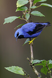 Image. Shining Honeycreeper