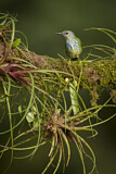 Image. Shining Honeycreeper