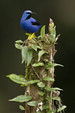Image. Shining Honeycreeper