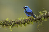 Image. Shining Honeycreeper