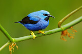 Image. Shining Honeycreeper