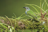 Image. Shining Honeycreeper