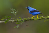 Image. Shining Honeycreeper