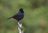 Image. Shiny Cowbird
