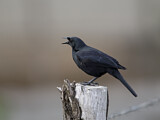 Image. Shiny Cowbird