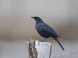 Image. Shiny Cowbird