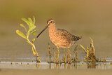 Image. Short-billed Dowitcher