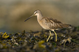 Image. Short-billed Dowitcher