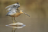 Image. Short-billed Dowitcher