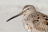 Image. Short-billed Dowitcher