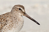Image. Short-billed Dowitcher