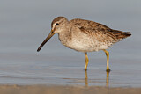 Image. Short-billed Dowitcher