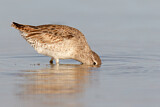 Image. Short-billed Dowitcher