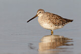 Image. Short-billed Dowitcher