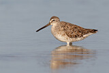 Image. Short-billed Dowitcher
