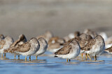 Image. Short-billed Dowitcher