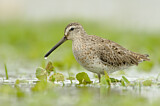 Image. Short-billed Dowitcher