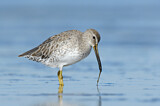 Image. Short-billed Dowitcher