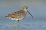 Image. Short-billed Dowitcher