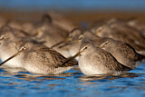 Image. Short-billed Dowitcher