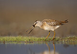Image. Short-billed Dowitcher