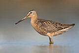 Image. Short-billed Dowitcher
