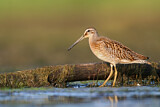 Image. Short-billed Dowitcher