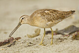 Image. Short-billed Dowitcher