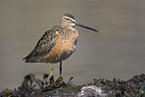 Image. Short-billed Dowitcher
